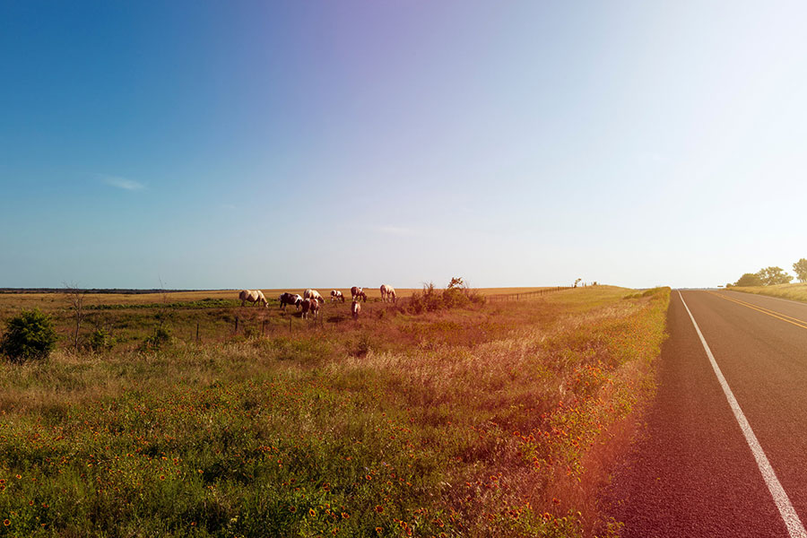 cows grazing in a field